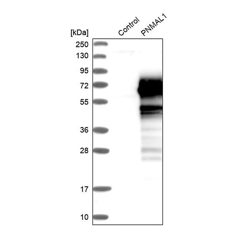 Merck Anti-PNMAL1 antibody produced in rabbit