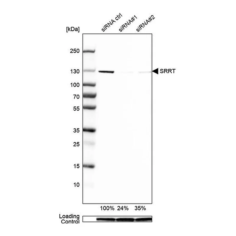 Merck Anti-SRRT antibody produced in rabbit
