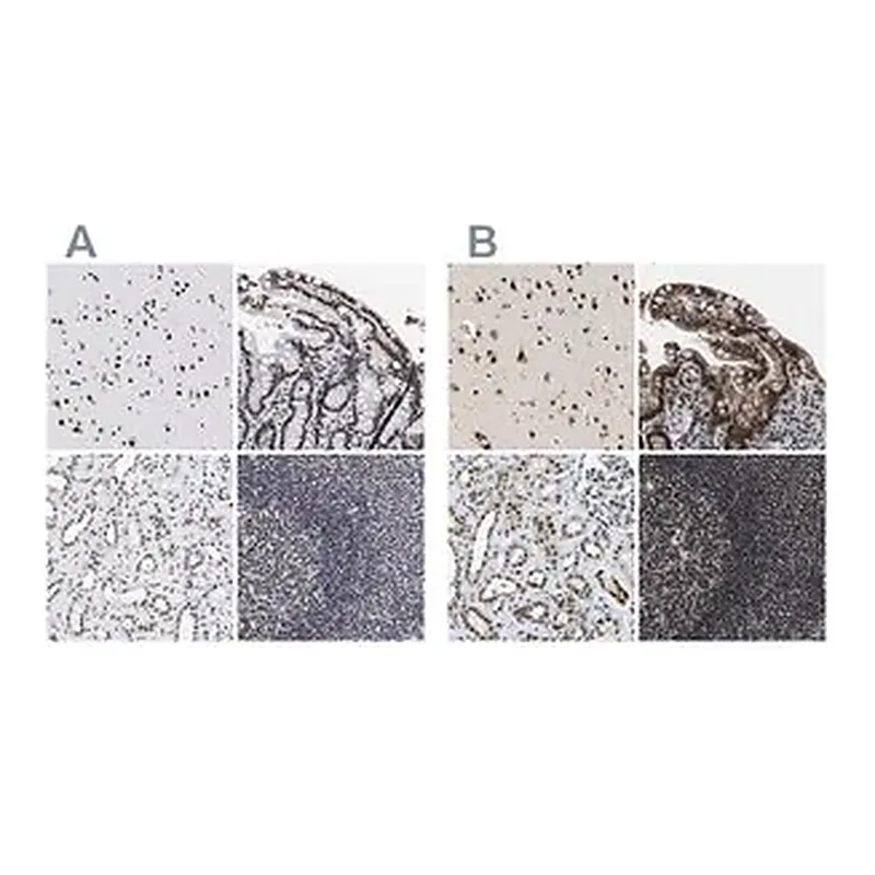 Merck Anti-LUC7L3 antibody produced in rabbit