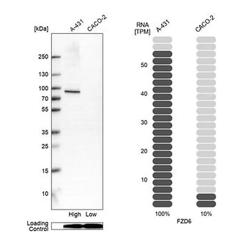 Merck Anti-FZD6 antibody produced in rabbit