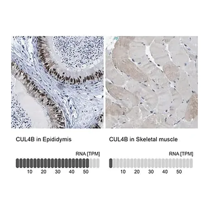 Merck Anti-CUL4B antibody produced in rabbit