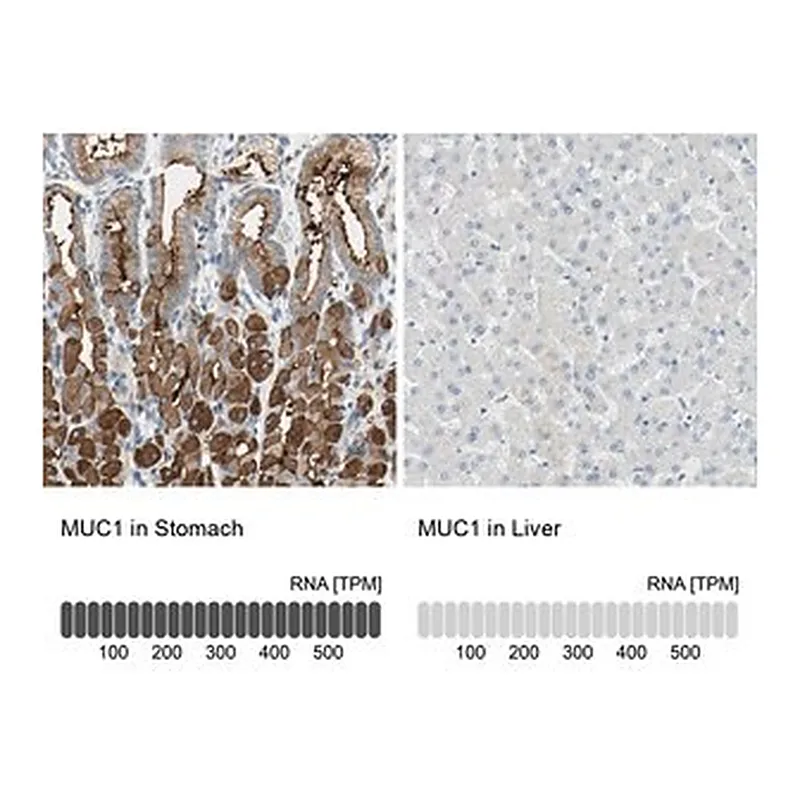 Merck Anti-MUC1 antibody produced in rabbit