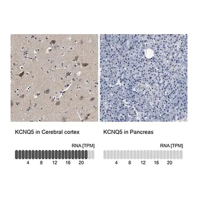 Merck Anti-KCNQ5 antibody produced in rabbit