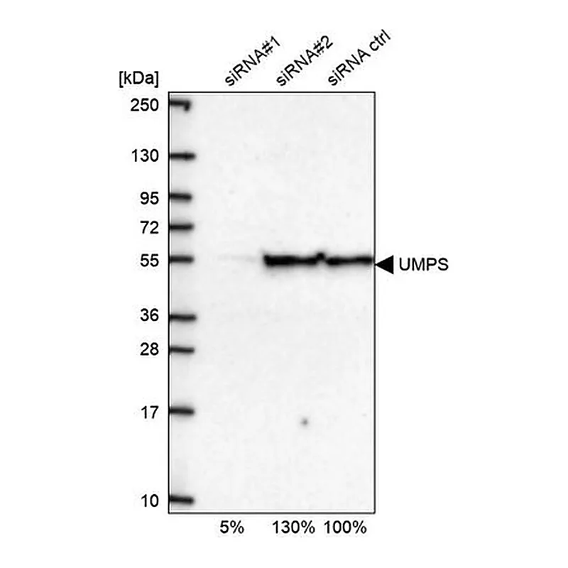 Merck Anti-UMPS antibody produced in rabbit