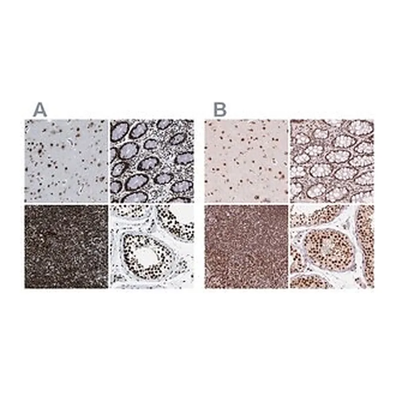 Merck Anti-ZNF207 antibody produced in rabbit