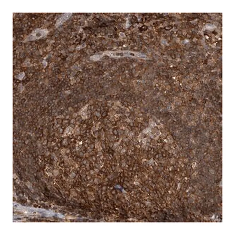 Merck Anti-GFRA2 antibody produced in rabbit