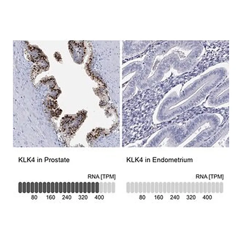 Merck Anti-KLK4 antibody produced in rabbit