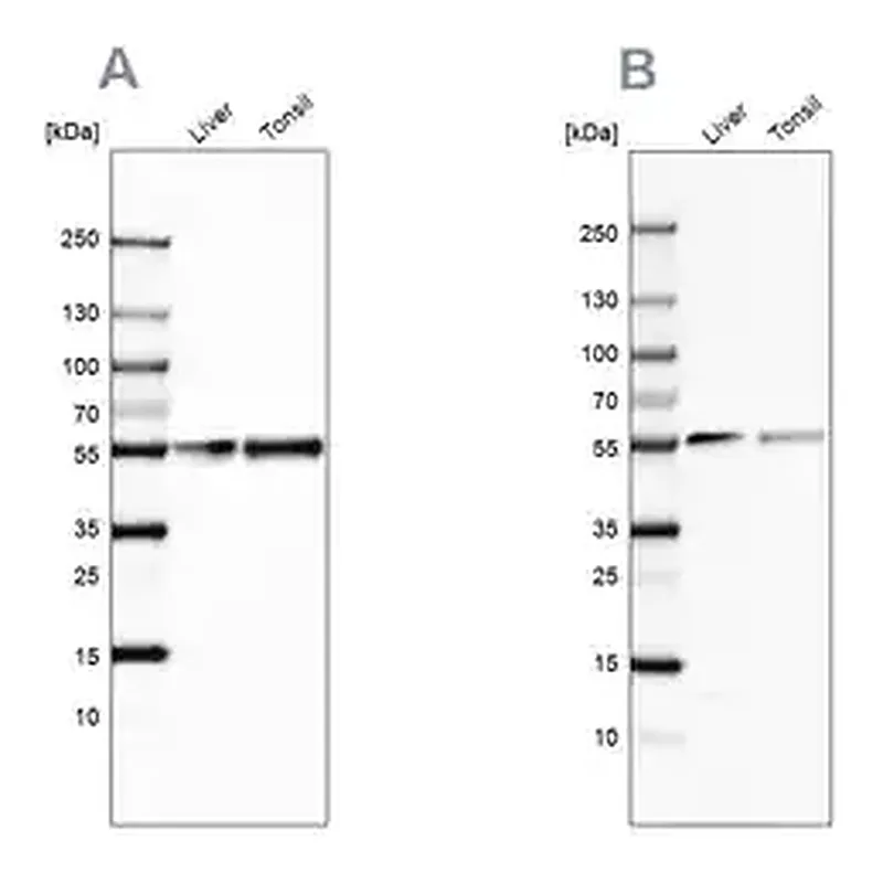 Merck Anti-GC antibody produced in rabbit