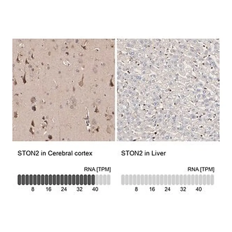 Merck Anti-STON2 antibody produced in rabbit