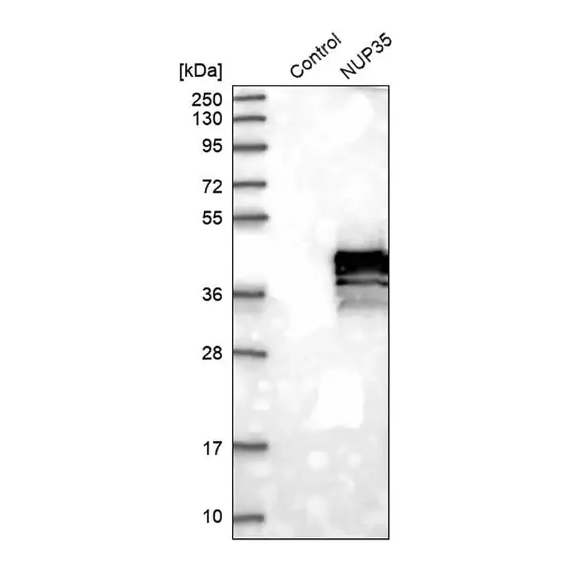 Merck Anti-NUP35 antibody produced in rabbit