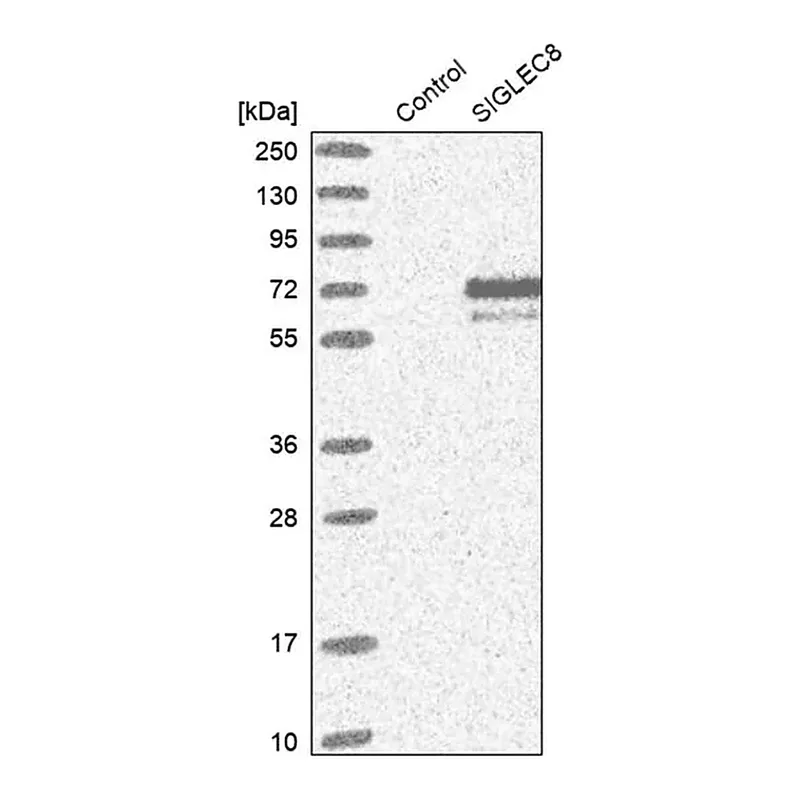 Merck Anti-SIGLEC8 antibody produced in rabbit