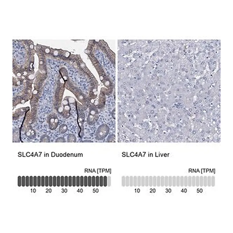 Merck Anti-SLC4A7 antibody produced in rabbit