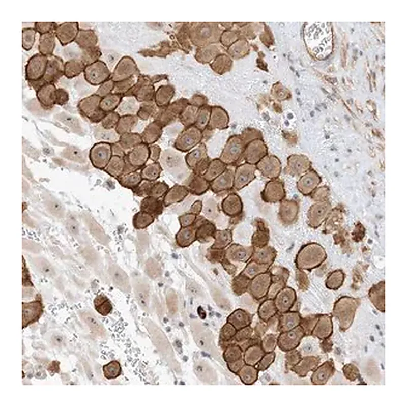 Merck Anti-IL36B antibody produced in rabbit