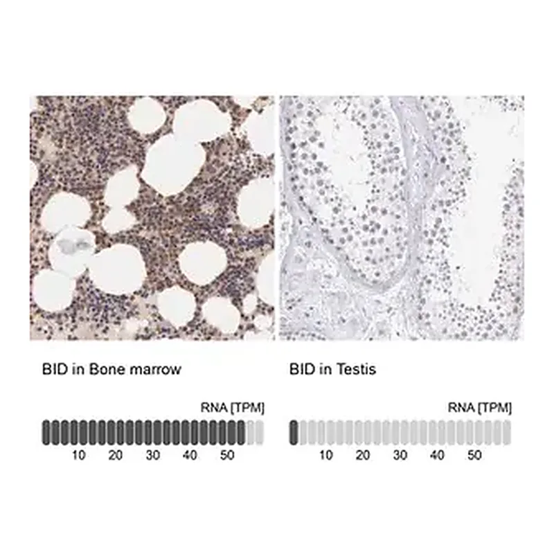 Merck Anti-BID antibody produced in rabbit