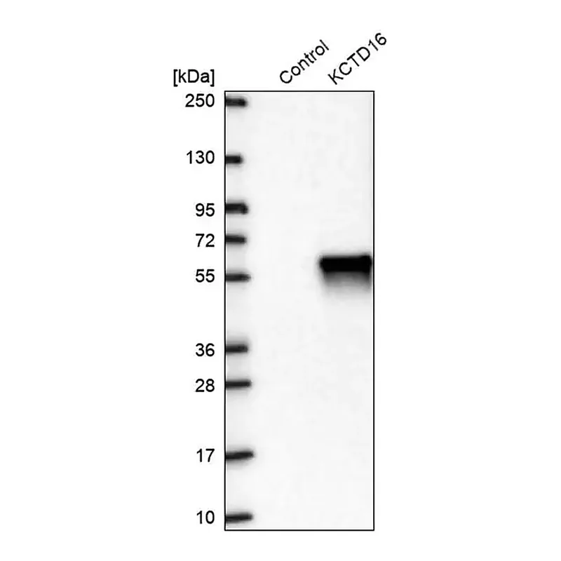 Merck Anti-KCTD16 antibody produced in rabbit