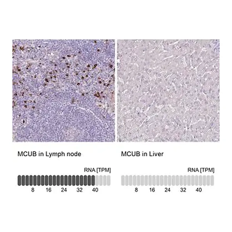 Merck Anti-MCUB antibody produced in rabbit