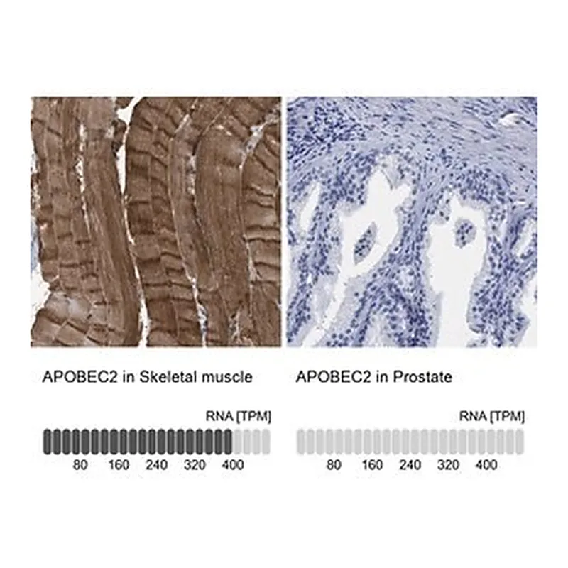 Merck Anti-APOBEC2 antibody produced in rabbit