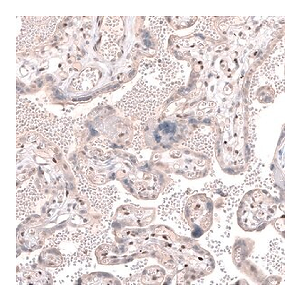 Merck Anti-TET3 antibody produced in rabbit