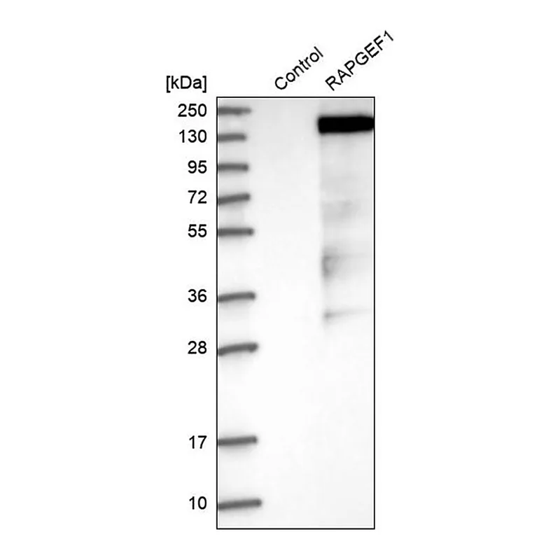 Merck Anti-RAPGEF1 antibody produced in rabbit