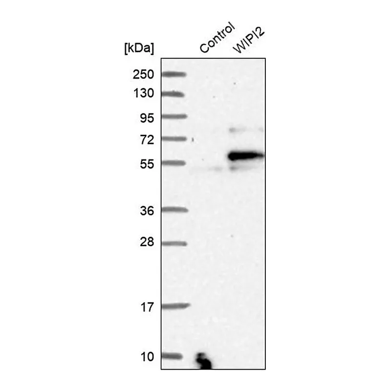 Merck Anti-WIPI2 antibody produced in rabbit