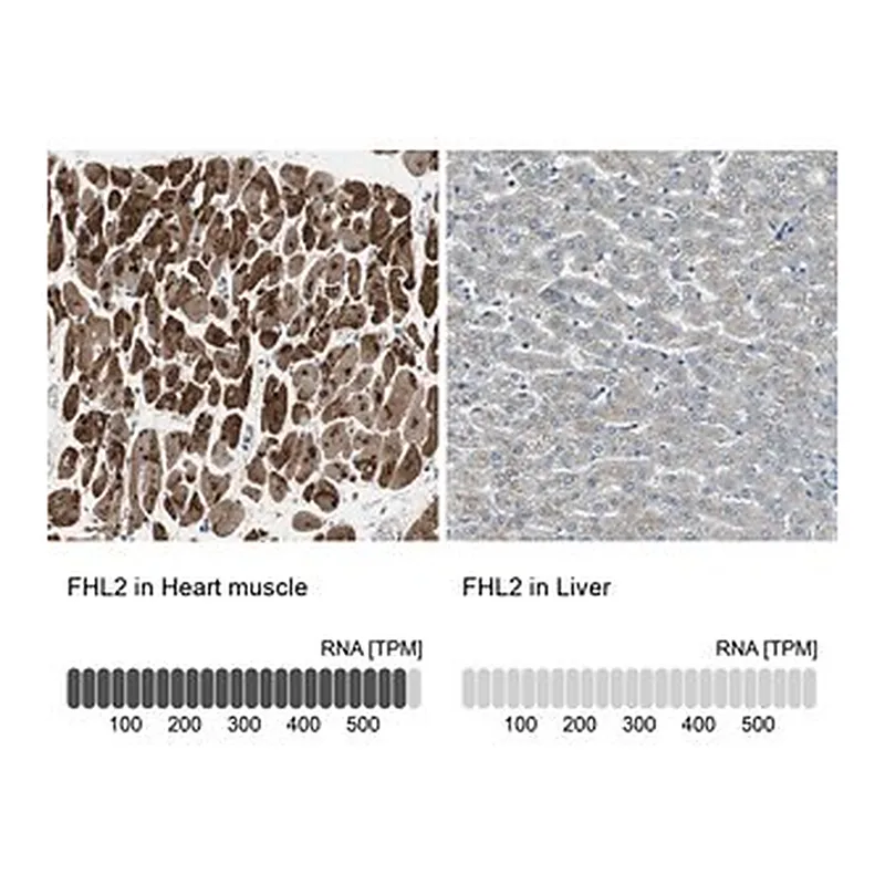 Merck Anti-FHL2 antibody produced in rabbit