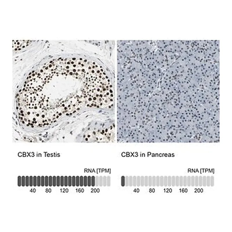 Merck Anti-CBX3 antibody produced in rabbit