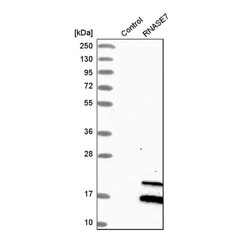 Merck Anti-RNASE7 antibody produced in rabbit