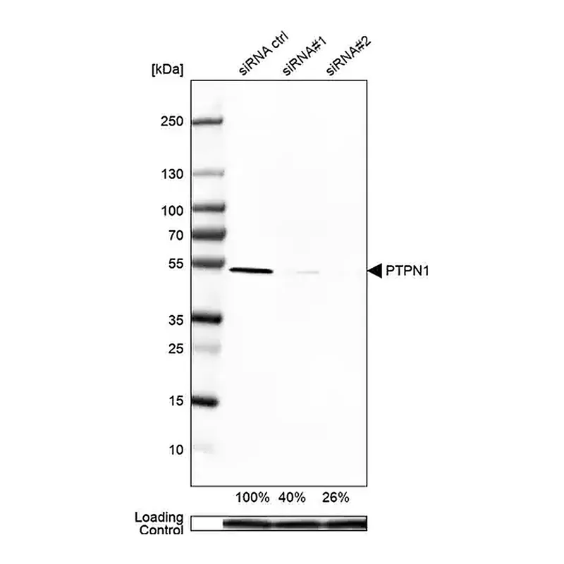 Merck Anti-PTPN1 antibody produced in rabbit