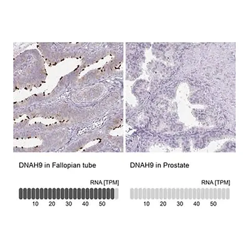 Merck Anti-DNAH9 antibody produced in rabbit