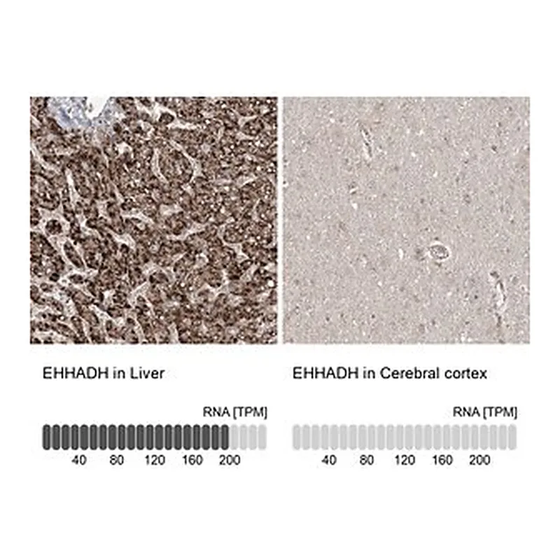 Merck Anti-EHHADH antibody produced in rabbit