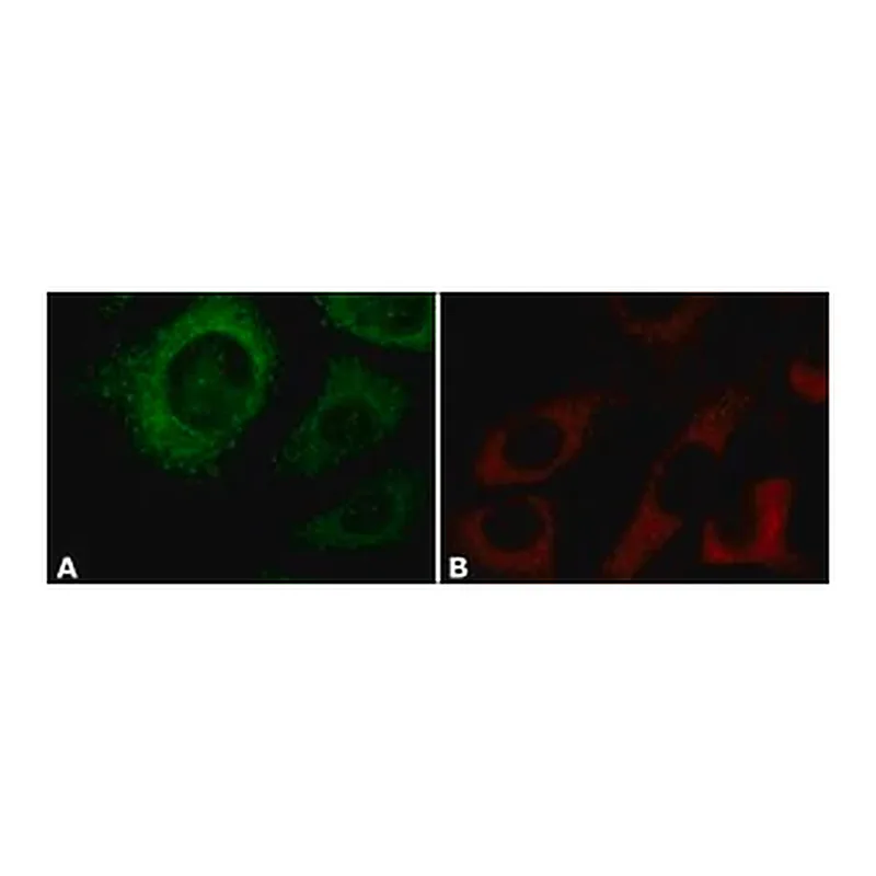 Merck Anti-Cyclophilin B antibody, Mouse monoclonal