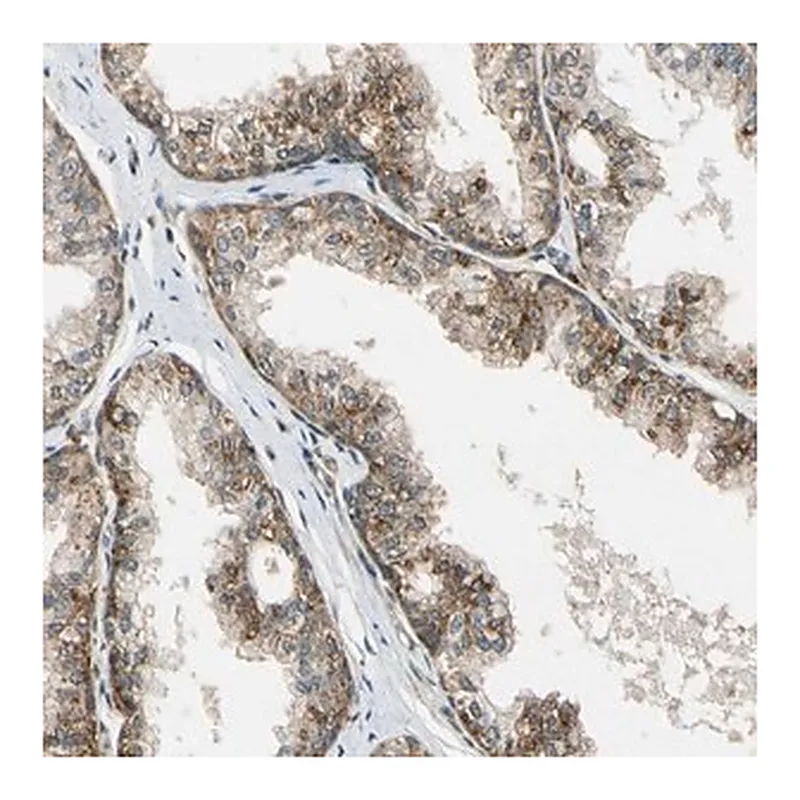 Merck ANTI-LAMTOR1 antibody produced in rabbit