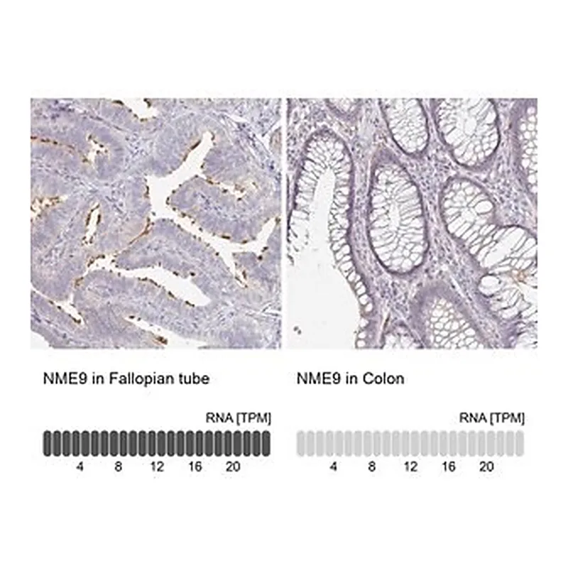 Merck Anti-NME9 antibody produced in rabbit