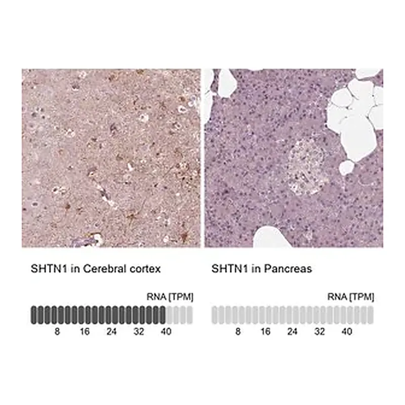 Merck Anti-SHTN1 antibody produced in rabbit