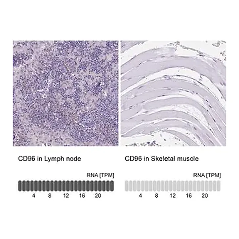 Merck Anti-CD96 antibody produced in rabbit