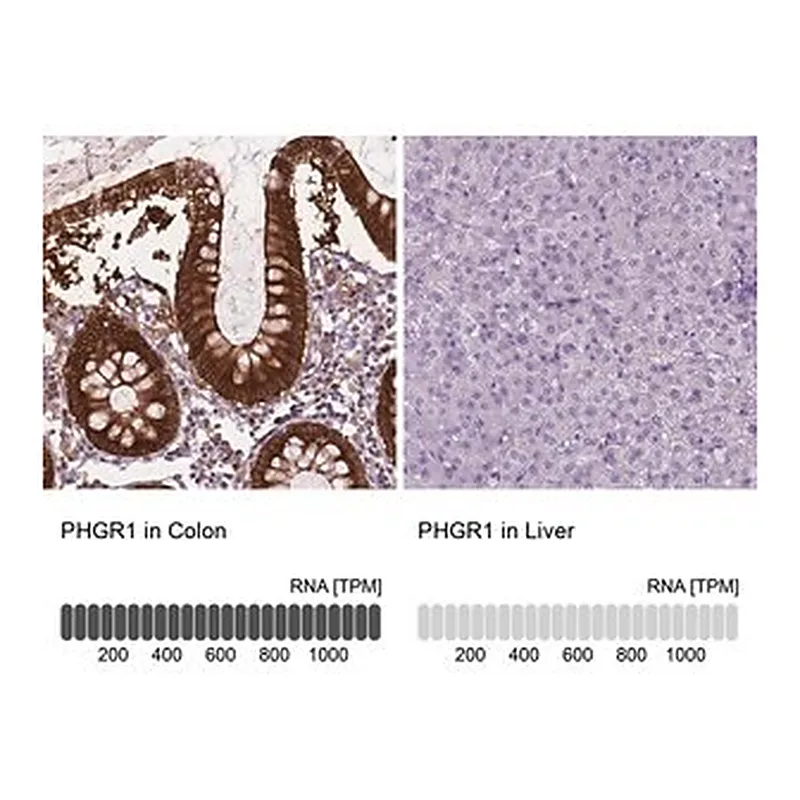 Merck Anti-PHGR1 antibody produced in rabbit