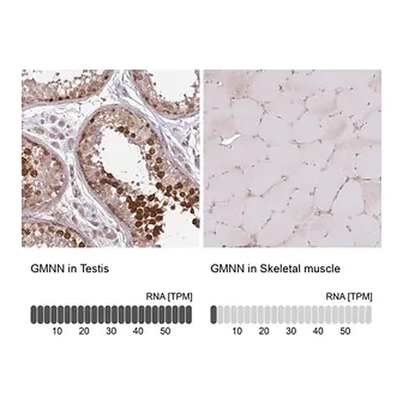 Merck Anti-GMNN antibody produced in rabbit
