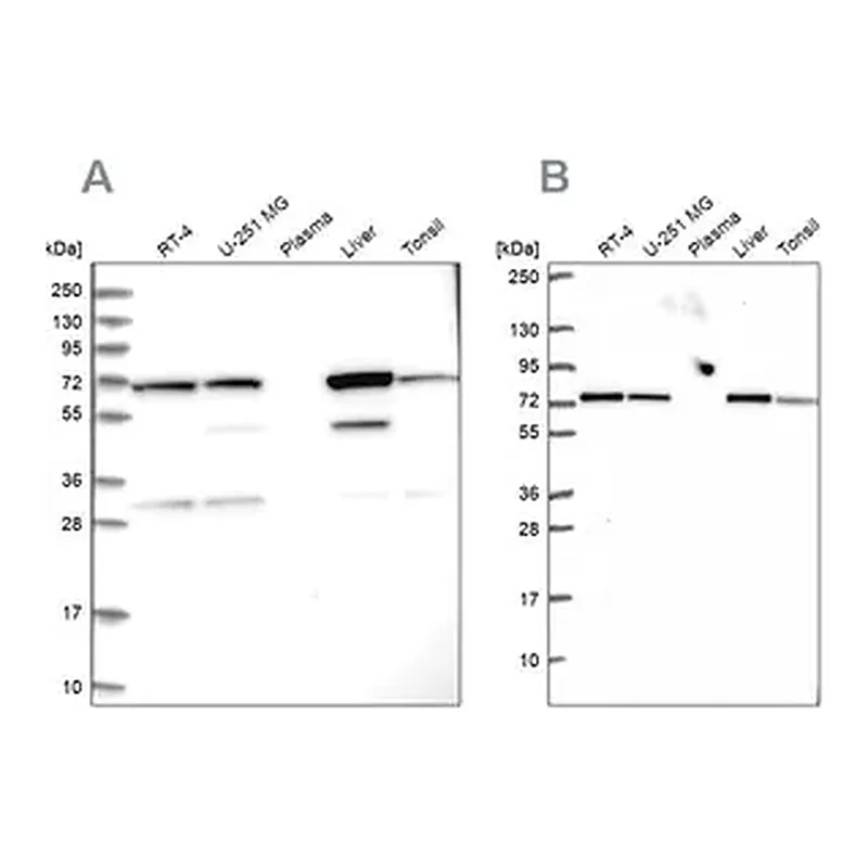 Merck Anti-SDHA antibody produced in rabbit