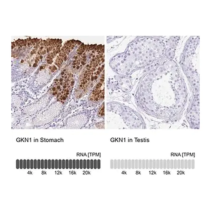 Merck Anti-GKN1 antibody produced in rabbit