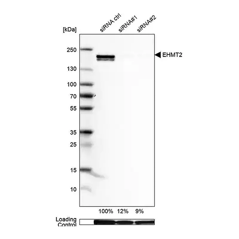 Merck Anti-EHMT2 antibody produced in rabbit