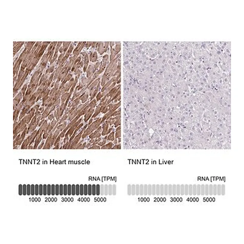 Merck Anti-TNNT2 antibody produced in rabbit