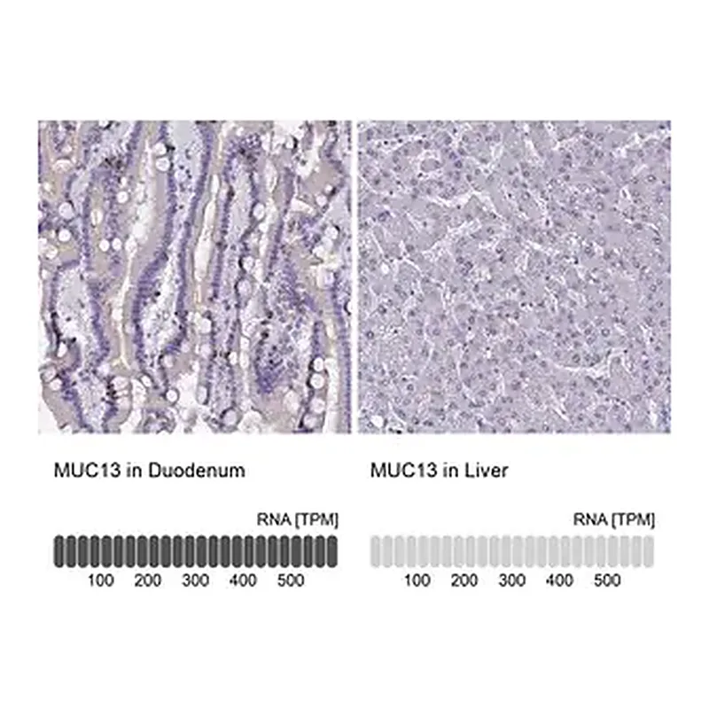 Merck Anti-MUC13 antibody produced in rabbit