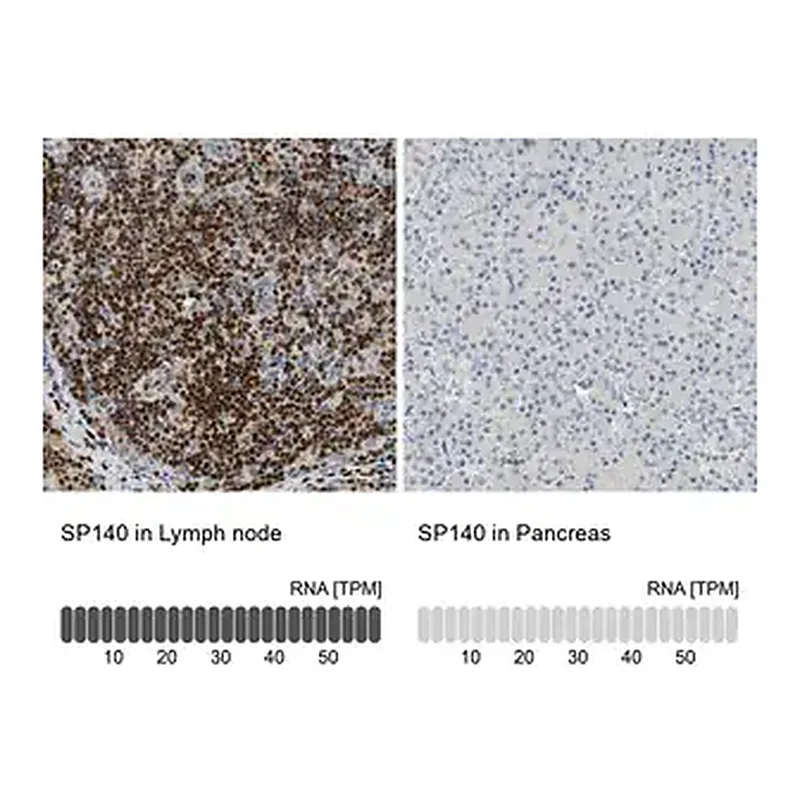 Merck Anti-SP140 antibody produced in rabbit