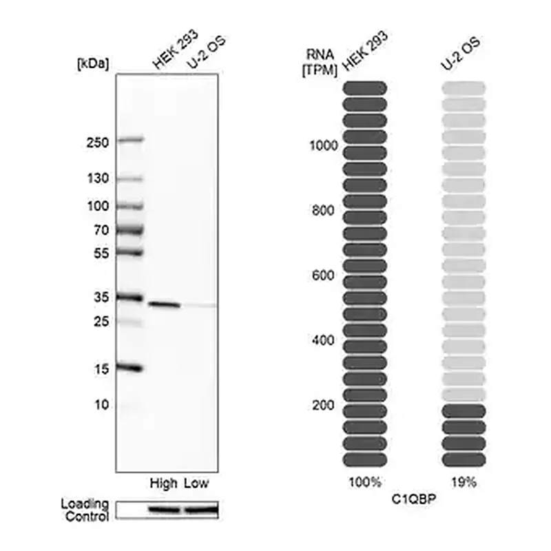 Merck Anti-C1QBP antibody produced in rabbit