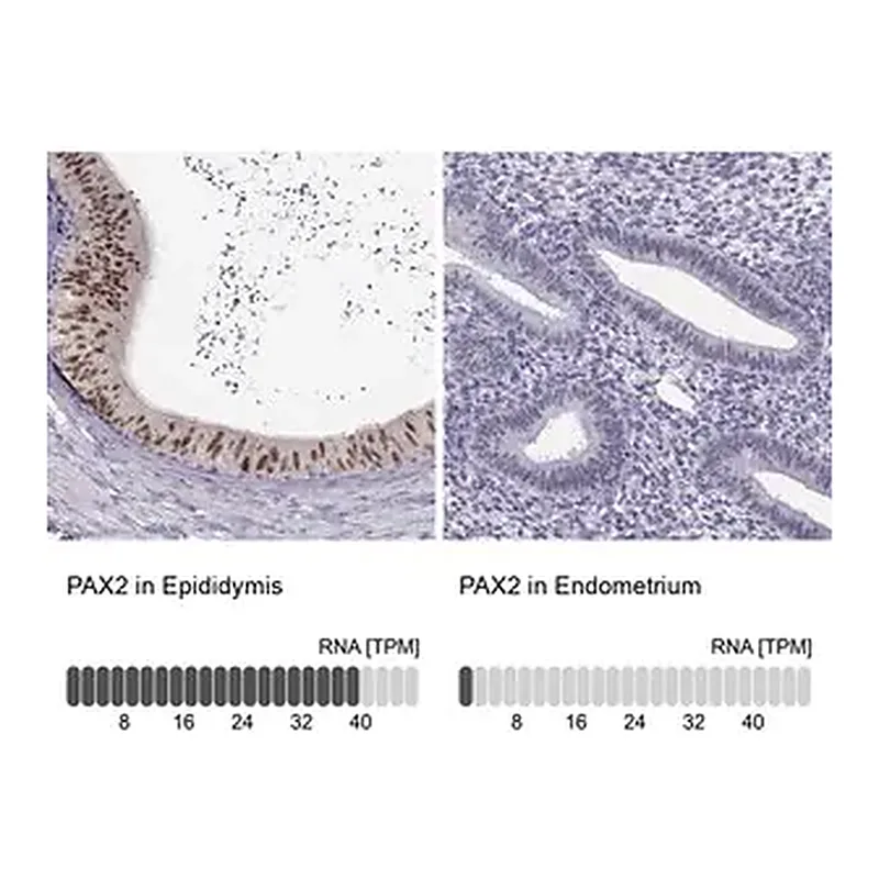 Merck Anti-PAX2 antibody produced in rabbit