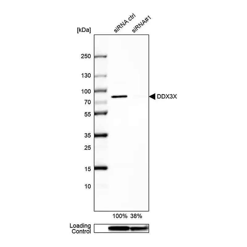 Merck Anti-DDX3X antibody produced in rabbit