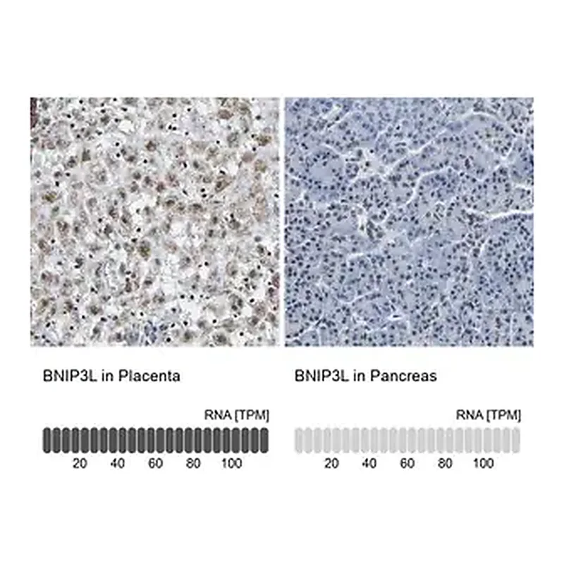 Merck Anti-BNIP3L antibody produced in rabbit