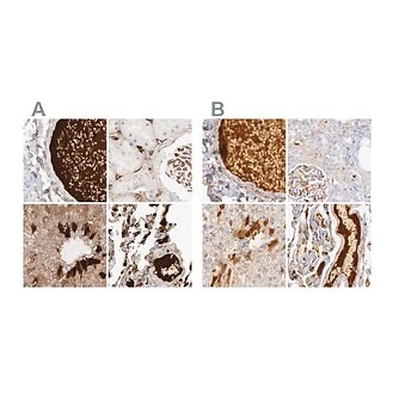 Merck Anti-C4BPA antibody produced in rabbit
