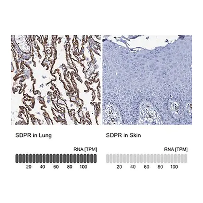 Merck Anti-SDPR antibody produced in rabbit