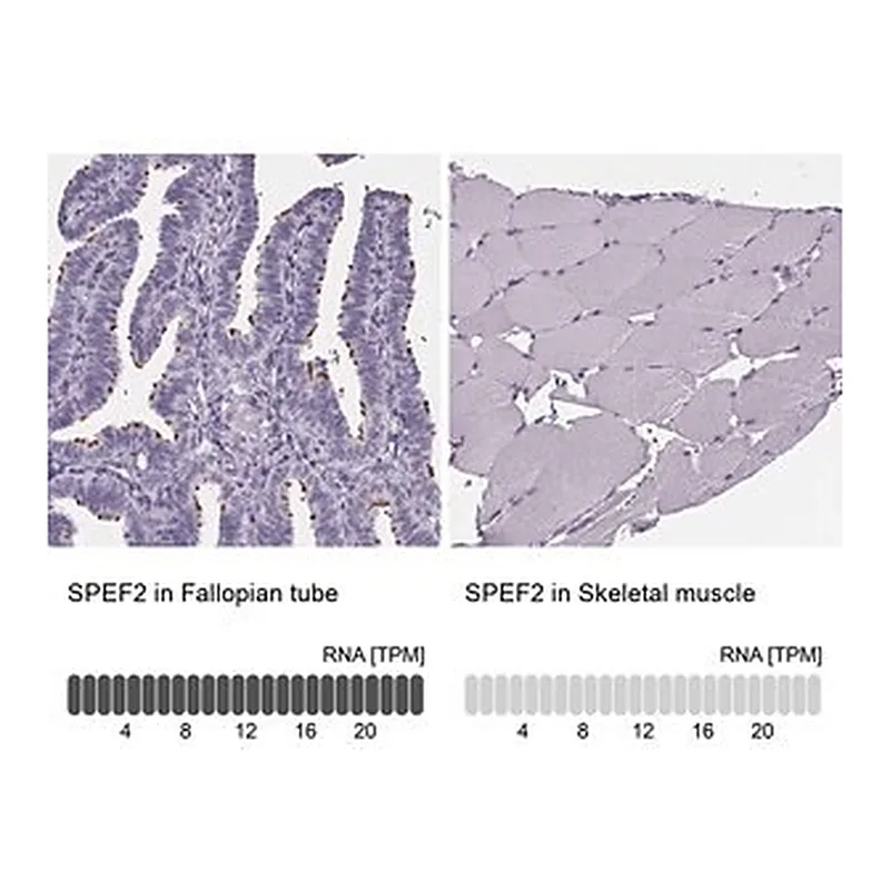 Merck Anti-SPEF2 antibody produced in rabbit